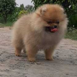 Preet Dog Kennal