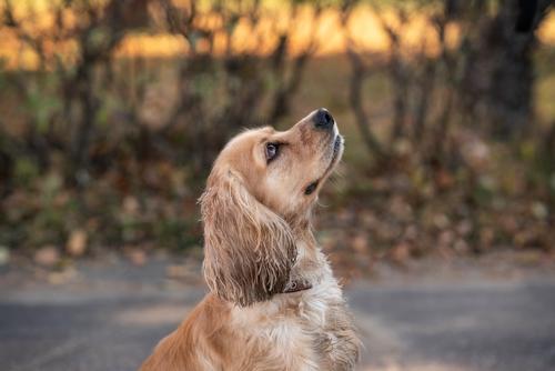 Dogs Grooming & Bathing At Home