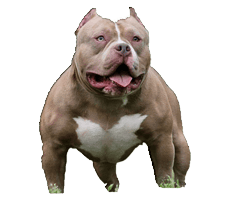 American Bully Breeders In india