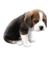 Beagle Breeders In india