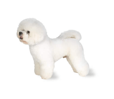 Bichon frise Breeders In india