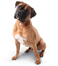 Boxer