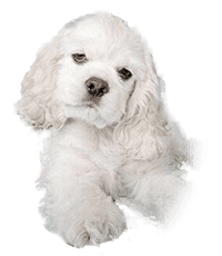 Cocker
                                Spaniel