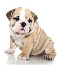 English Bulldog Breeders In india