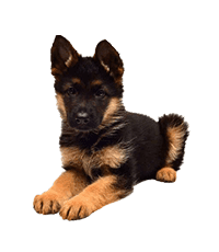 German Shepherd Breeders In india