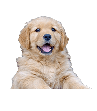 Golden Retriever Breeders In india