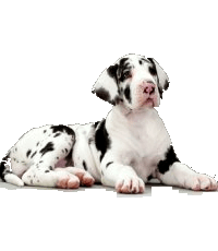 English Bulldog Breeders In india