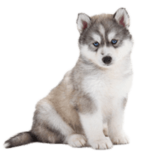 Siberian Husky Breeders In Mumbai