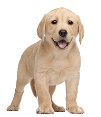 Labrador Breeders In india