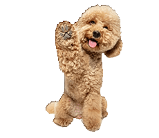 Maltipoo Breeders In india