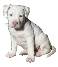 Pitbull Breeders In india