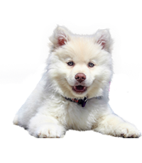 Pomeranian Breeders In india