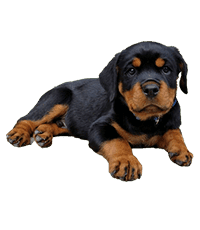 Rottweiler Breeders In india