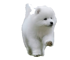 Samoyed Breeders In india