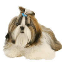 Shih Tzu Breeders In india