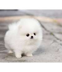 Toy Pomeranian Breeders In india
