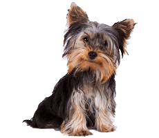Yorkshinre Terrior Breeders In india