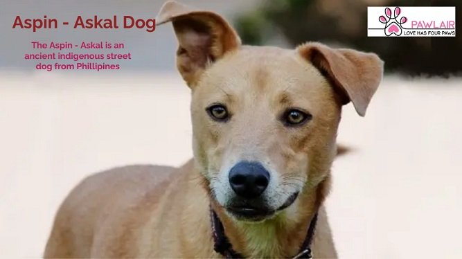 Askal Dog Breed Information Price Lifespan Traits And 