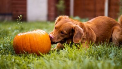 Healthy & Natural Foods for Dogs