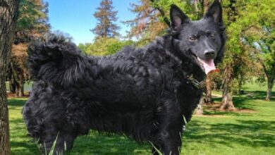 Mudi Dog Breed