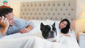 tips-for-every-pet-owner