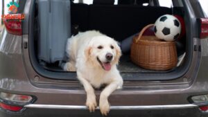 7-pet-travel-tips